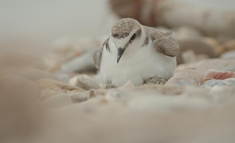 Gravelot nichant sur la plage © R. Chaussereau