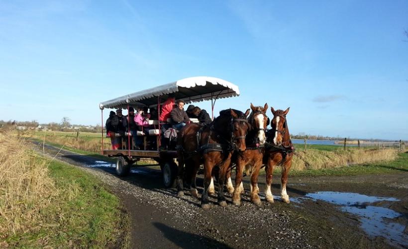 Sortie hivernale attelage Marais - isigny-omaha