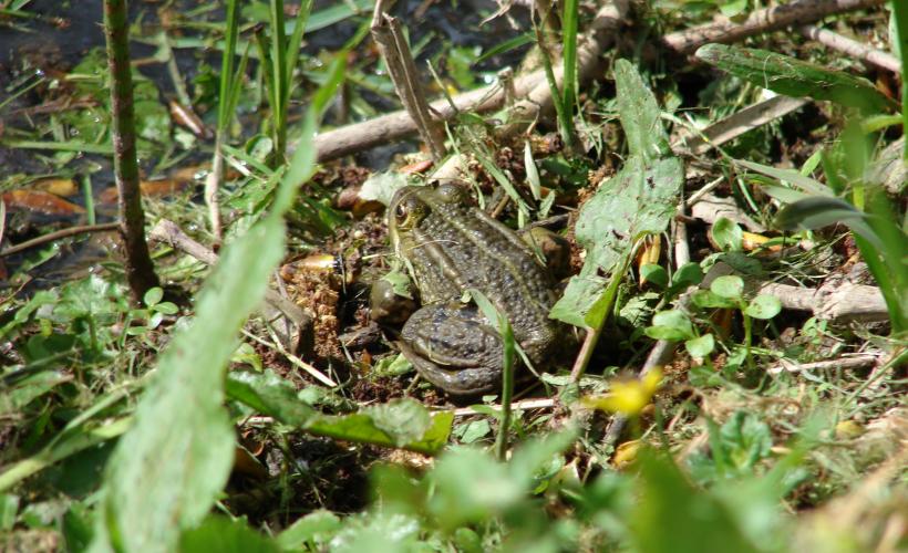 Grenouille verte-photo CF OTI IGI (3) - OTI IOI C.F