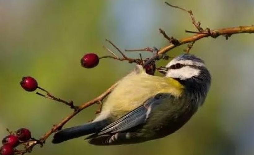 balade baies sauvages et oiseaux - CD50