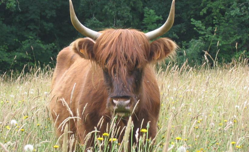 CPIE_Vache  Highland- Mathon - CPIE du Cotentin