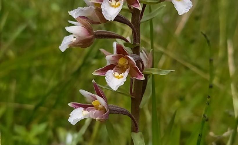 CPIE_Epipactis palustris Mathon orchidée - Cpie du Cotentin