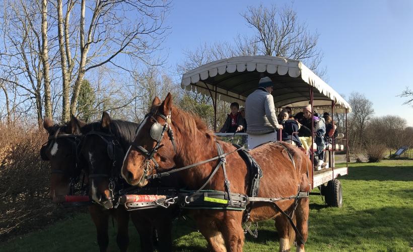 Les marais au rythme des chevaux - Margaux Choquet