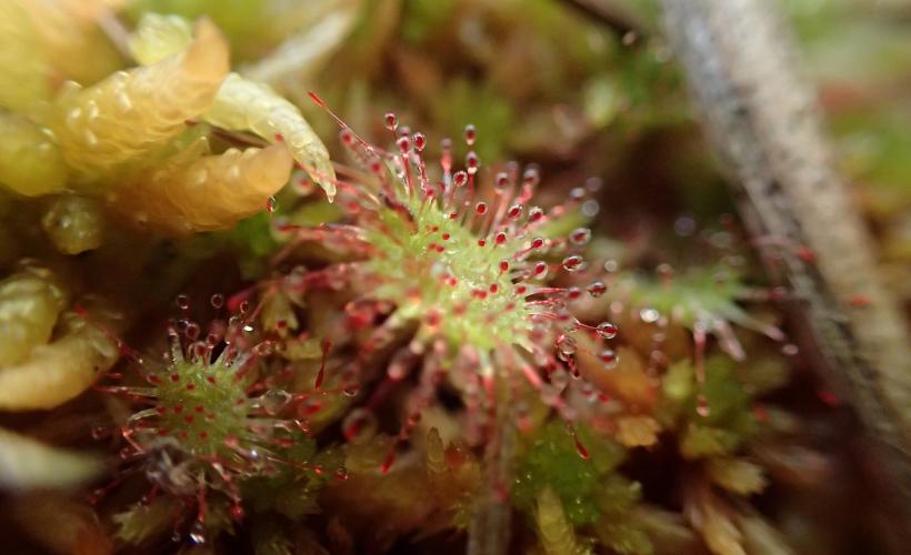 DROSERA-RNNSA-QSPNRMCB-2 - QS_PNRMCB