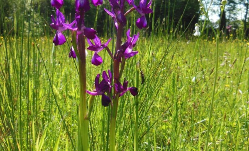 CPIE_Orchis à fleurs lâches Mathon - @Stauth