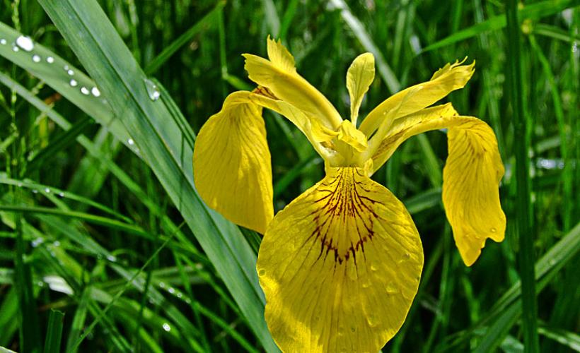 CPIE_Iris pseudacorus - CPIE du Cotentin