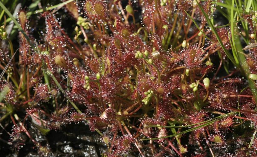 plantes-carnivores - CPIE
