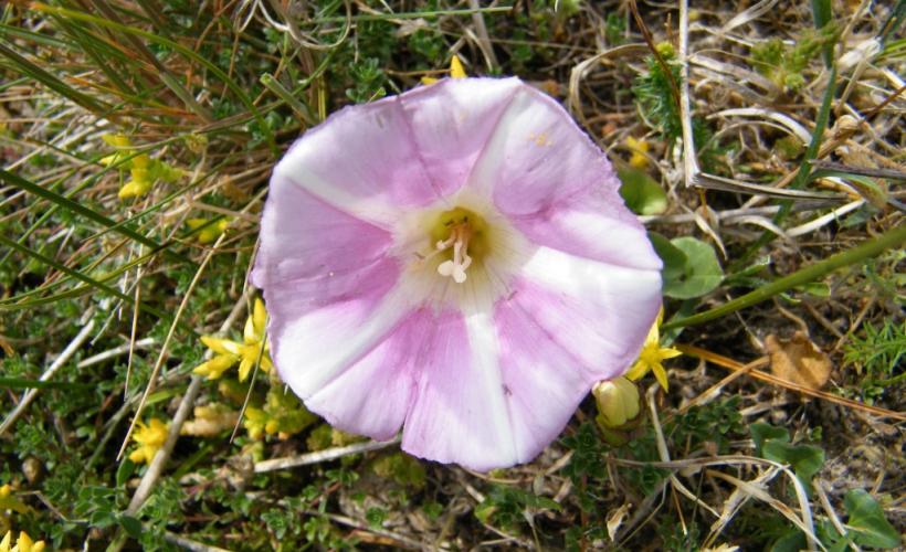 CPIE_Liseron des dunes - CPIE du Cotentin