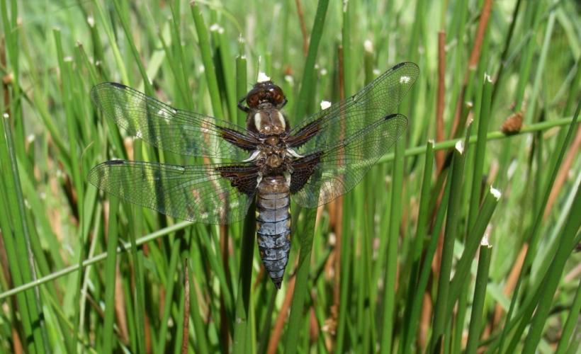 CPIE_Libellule marais* - CPIE du Cotentin