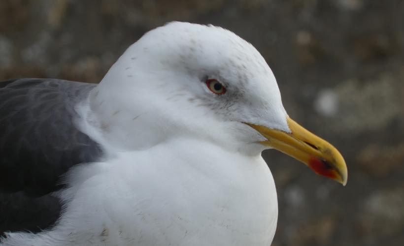 GOELAND_BRUN©OISEAU_ARPENTEUR - L_OISEAU_ARPENTEUR