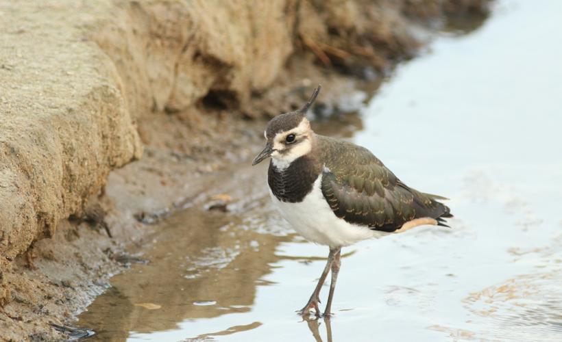 DMAD_E_SCHMITT - ESCHMITT ; PNRMCB