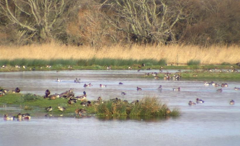 RNN BEAUGUILLOT_2_JF_ELDER_PNRMCB - J.F.ELDER