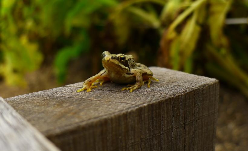 Rana-temporaria-JROY-PNRMCB - pnrmcb