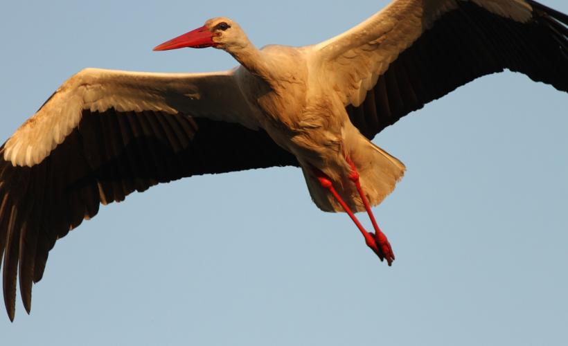 CIGOGNE_BLANCHE_3©PNRMCB_E_SCHMITT - E.SCHMITT