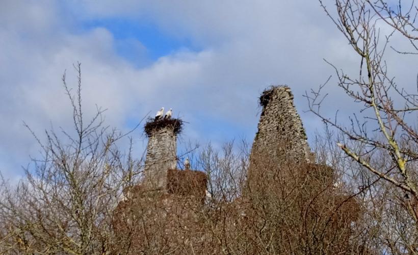 Chateau de la Rivière_Cigognes©ELAN-NATURE - ELAN_NATURE