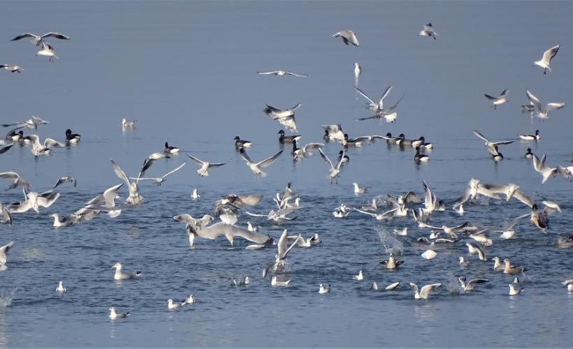 OISEAUX_COTE_EST - Justine ROY ; PNRMCB