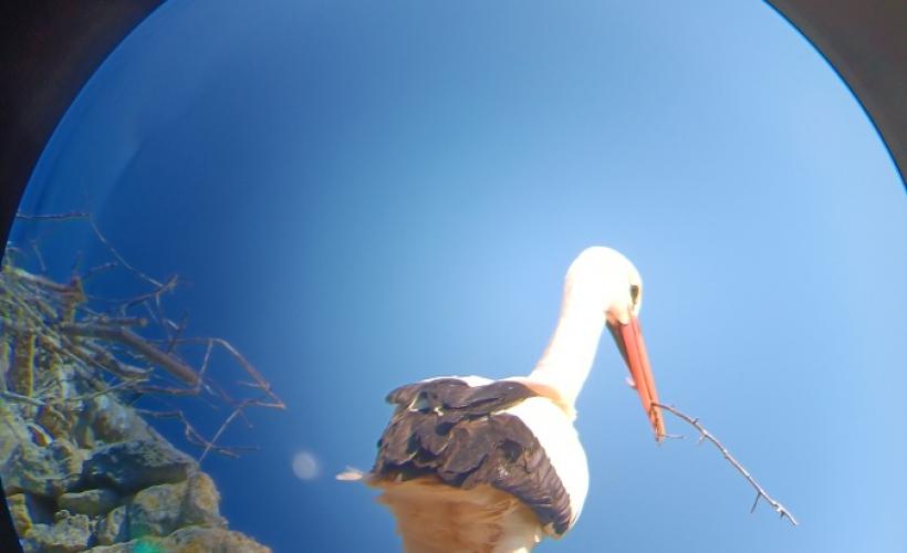 CIGOGNE©ELAN_NATURE - elan_nature