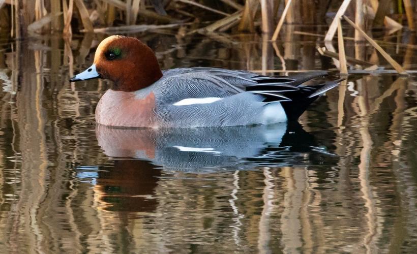 ANAS PENELOPE - PnrMcb