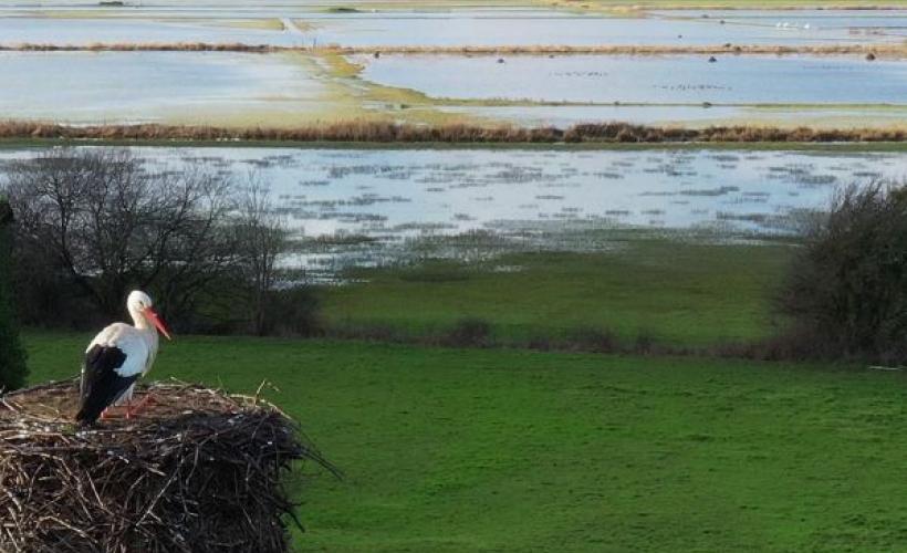 visuel_cigogne_sortienature - OTC