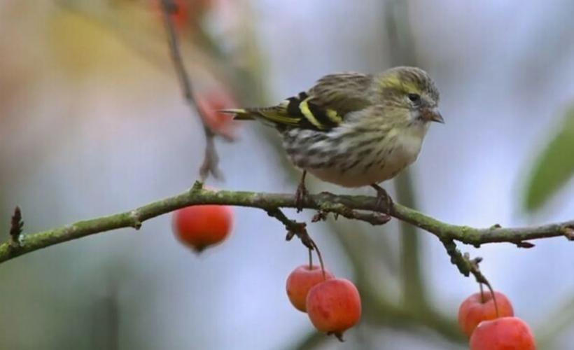 visuel_groupe_ornithologique_sortie - gonm