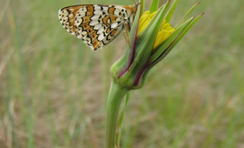 CPIE_Papillon dune - Pirou