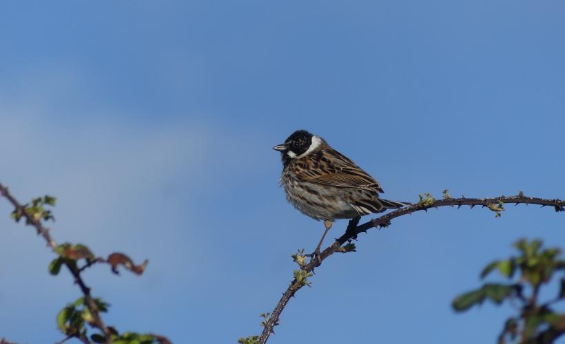 OISEAUX NICHEURS RNNB - PNRMCB