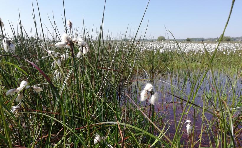 TOURBIERE_PRINTEMPS - E_BOUILLON_PNRMCB