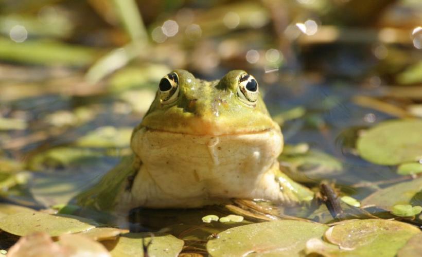 FREQUENCE_GRENOUILLE - PNRMCB