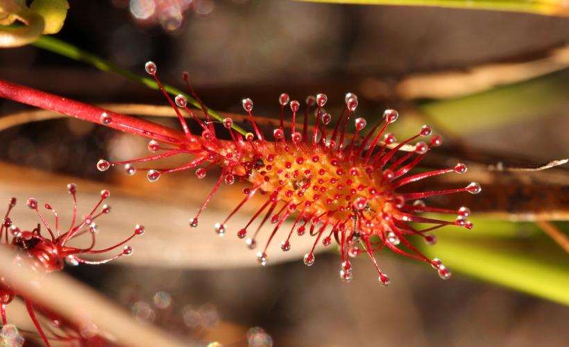 PLANTES_CARNIVORES - PNRMCB