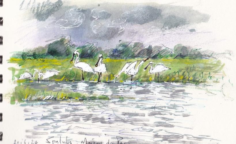 ENS_MARAISPONTSDOUVE_1 - AUDE_MAHUZIER