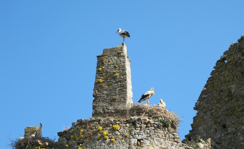 CIGOGNES - N_LAVILLONNIERE_PNRMCB