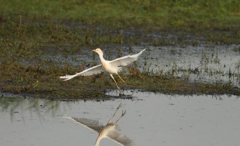 OISEAUX_TOURBIERE_SEVES - PNRMCB