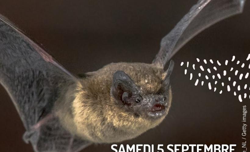 RENCONTRE AVEC LES CHAUVES-SOURIS - PNRMCB