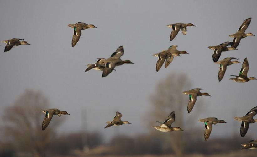 Oiseaux migrateurs RNNDB - PNRMCB