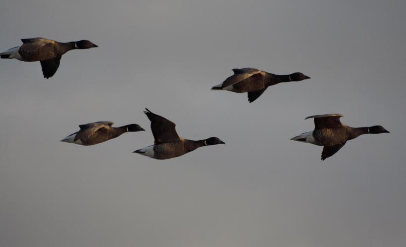 Oiseaux migrateurs des marais - G_HEDOUIN