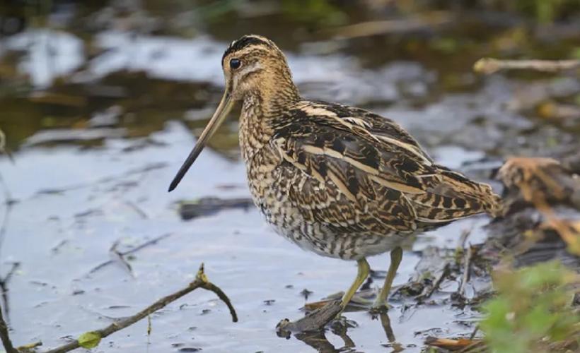 Observation des oiseaux migrateurs - GONm