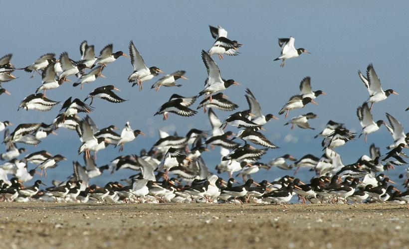 Oiseaux migrateurs et hivernants - PNRMCB