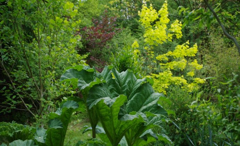 rampan-jardin-le-pre-du-moulin-6