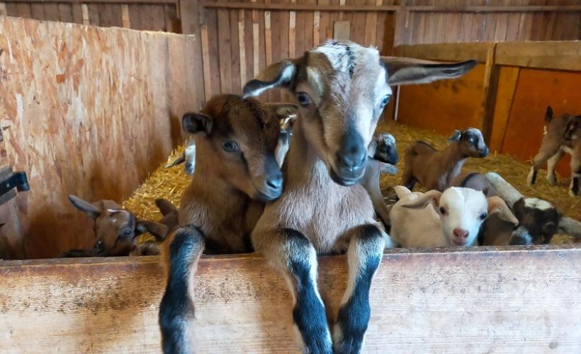 ChevrerieHuberdiere_LiesvilleSurDouve